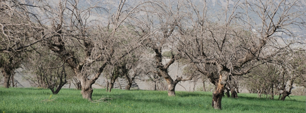 خشکیدگی بلوط